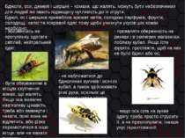 Бджоли, оси, джмелі і шершні – комахи, що жалять, можуть бути небезпечними дл...
