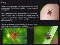 Кліщі. Через слину цих комах можуть поширюватися до 60 видів вірусів. Найнебе...