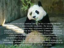 Китайська назва панди означає «ведмідь-кіт,» і означає те саме якщо прочитати...