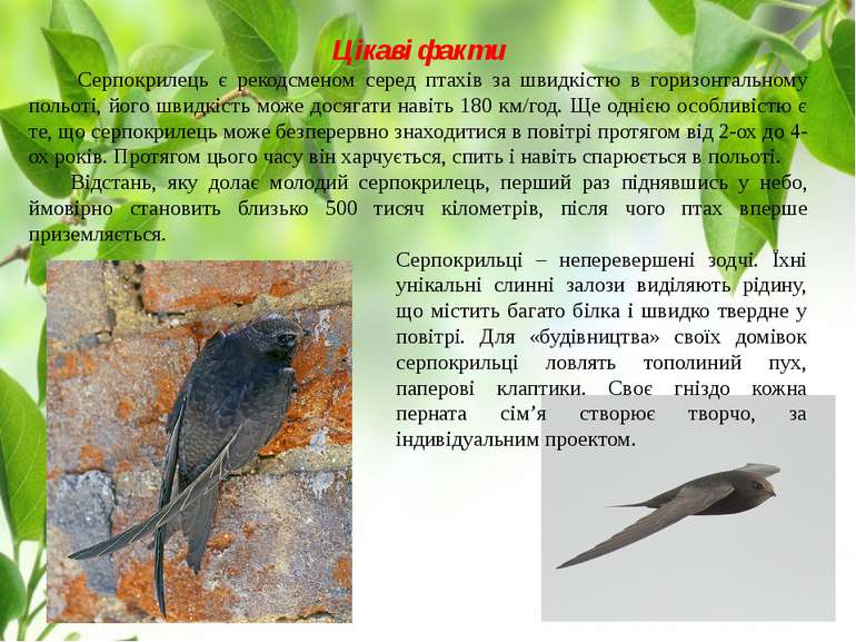 Цікаві факти Серпокрилець є рекодсменом серед птахів за швидкістю в горизонта...