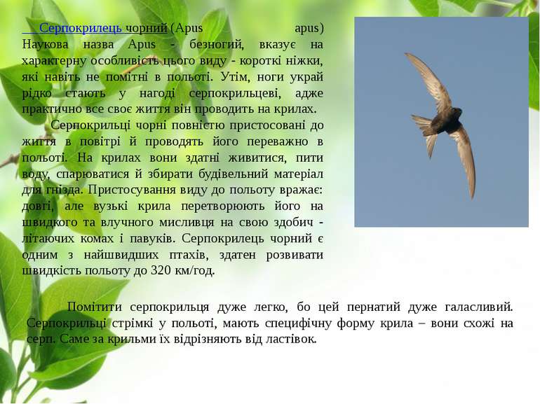 Серпокрилець чорний (Apus apus) Наукова назва Apus - безногий, вказує на хара...