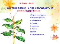 Що таке пагін? З чого складається пагін? 4. Блок “Пагін (стебло, листки, брун...