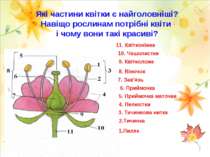 Які частини квітки є найголовніші? Навіщо рослинам потрібні квіти і чому вони...