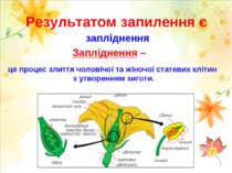 Результатом запилення є запліднення Запліднення – це процес злиття чоловічої ...