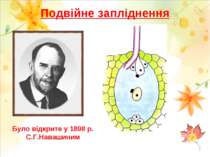 Подвійне запліднення Було відкрите у 1898 р. С.Г.Навашиним