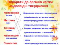 Підібрати до органів квітки відповідні твердження Квітконіжка Видозмінена вко...