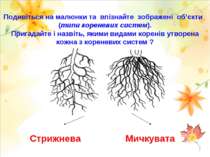 Подивіться на малюнки та впізнайте зображені об’єкти (типи кореневих систем)....