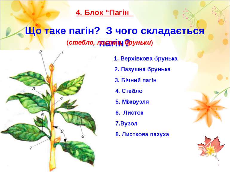 Що таке пагін? З чого складається пагін? 4. Блок “Пагін (стебло, листки, брун...