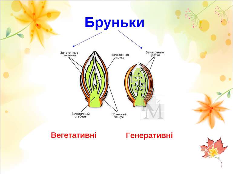 Бруньки Вегетативні Генеративні