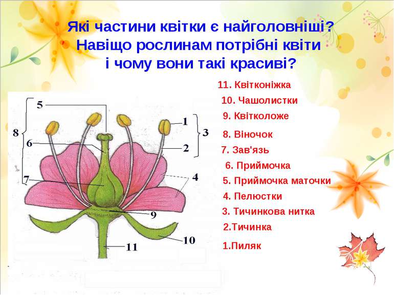 Які частини квітки є найголовніші? Навіщо рослинам потрібні квіти і чому вони...