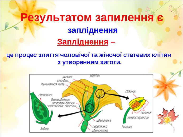 Результатом запилення є запліднення Запліднення – це процес злиття чоловічої ...