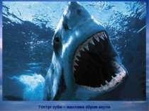 Гострі зуби – жахлива зброя акули