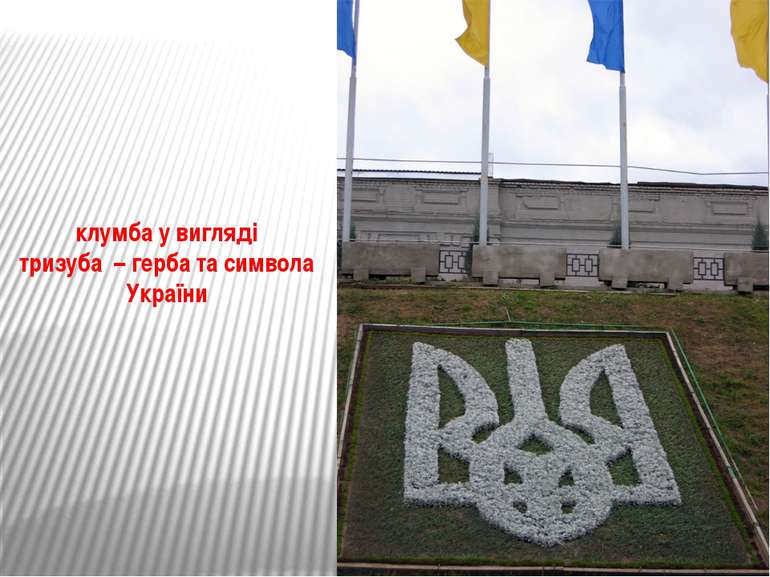 клумба у вигляді тризуба – герба та символа України