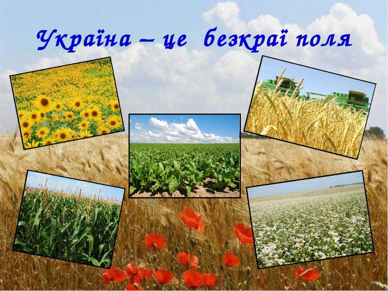 Україна – це безкраї поля