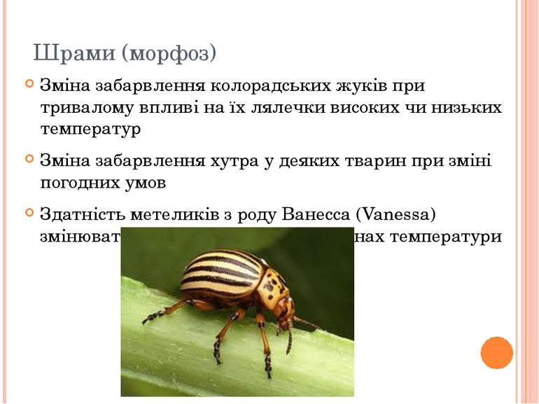 Шрами (морфоз) Зміна забарвлення колорадських жуків при тривалому впливі на ї...