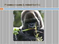 Рівнинна горила (Lowland Gorilla)