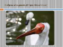 Сибірський журавель (Стерх) Siberian Crane)