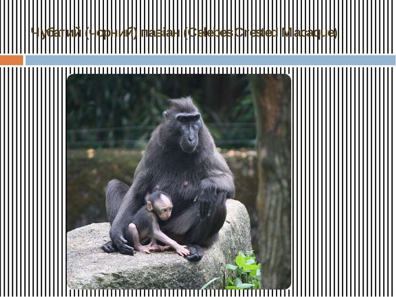 Чубатий (чорний) павіан (Celebes Crested Macaque)