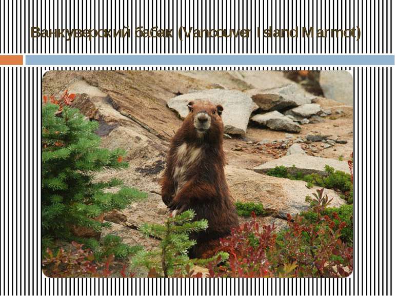 Ванкуверский бабак (Vancouver Island Marmot)