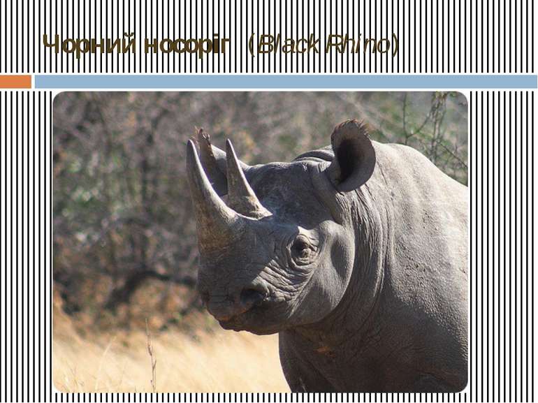 Чорний носоріг &nbsp;(Black Rhino)