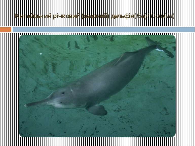 Китайський річковий (озерний) дельфін(Baiji Dolphin)