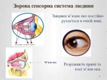Завдяки м’язам око постійно рухається в очній ямці. Зорова сенсорна система л...