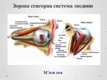 Зорова сенсорна система людини М’язи ока
