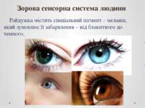 Зорова сенсорна система людини Райдужка містить спеціальний пігмент – меланін...