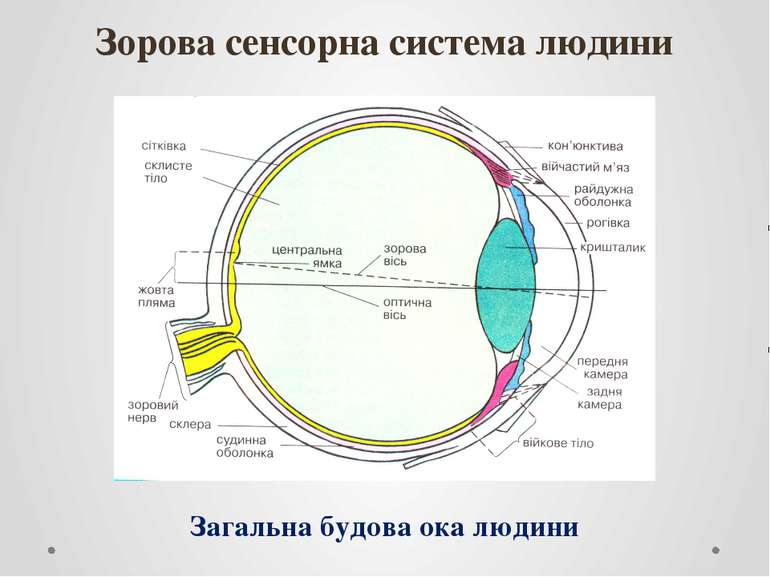 Зорова сенсорна система людини Загальна будова ока людини