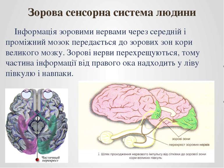 Інформація зоровими нервами через середній і проміжний мозок передається до з...
