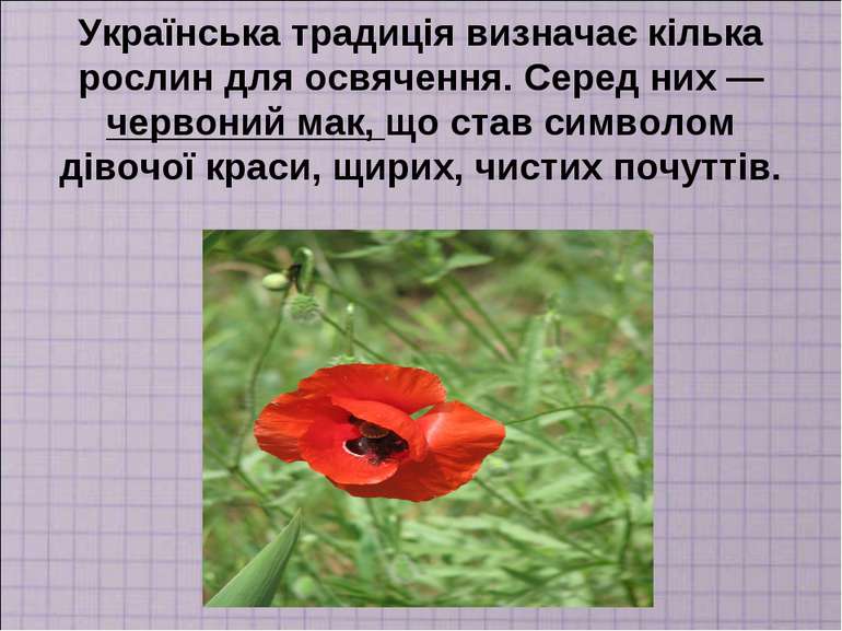 Українська традиція визначає кілька рослин для освячення. Серед них — червони...
