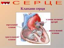 Клапани серця двостулковий клапан тристулковий клапан аортальний клапан клапа...