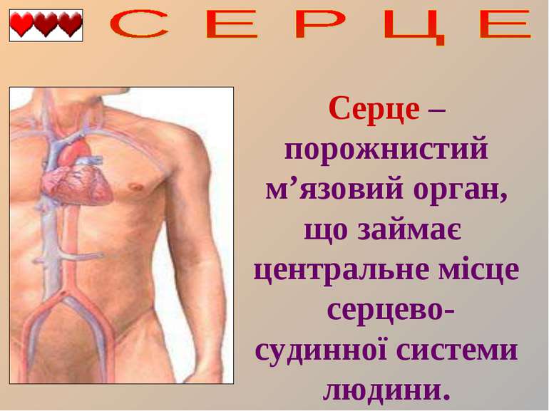 Серце – порожнистий м’язовий орган, що займає центральне місце серцево-судинн...
