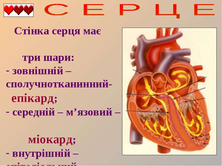 Стінка серця має три шари: зовнішній – сполучнотканинний- епікард; середній –...