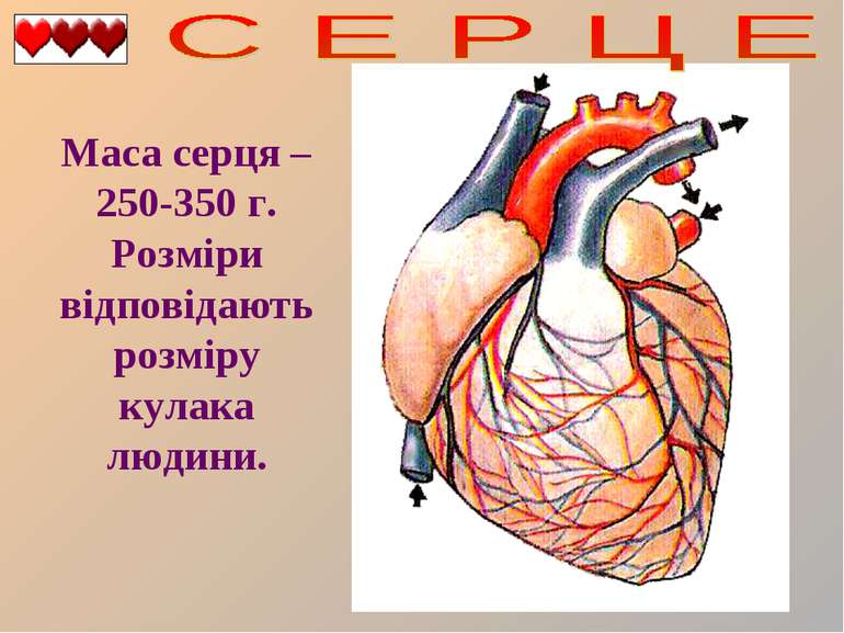 Маса серця – 250-350 г. Розміри відповідають розміру кулака людини.