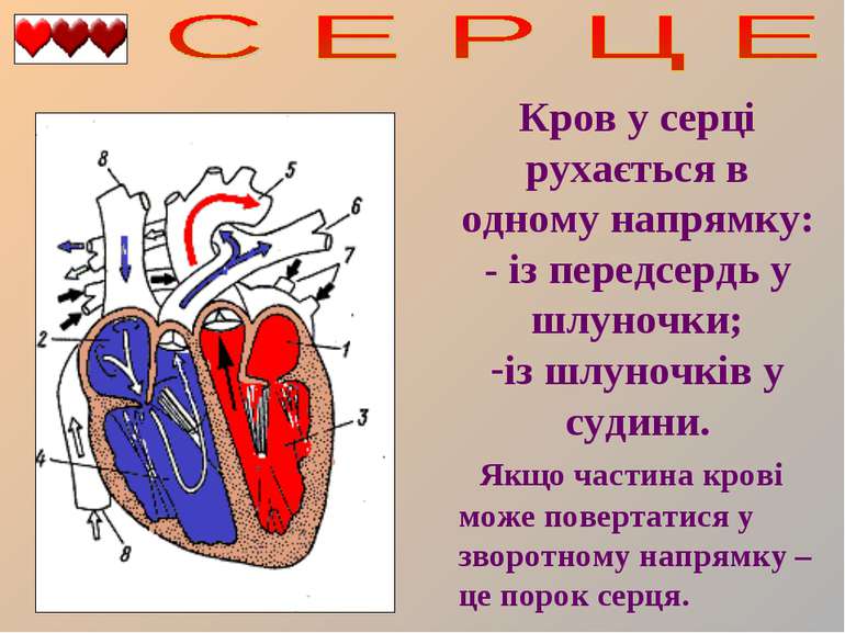Кров у серці рухається в одному напрямку: - із передсердь у шлуночки; із шлун...