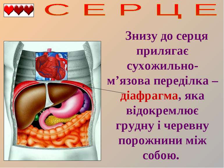 Знизу до серця прилягає сухожильно-м’язова переділка – діафрагма, яка відокре...