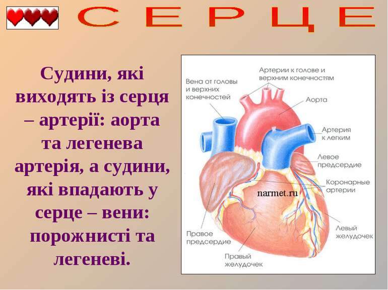 Судини, які виходять із серця – артерії: аорта та легенева артерія, а судини,...