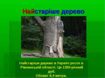 Найстаріше дерево Найстаріше дерево в Україні росте в Рівненській області. Це...