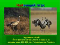 Найвищий птах Журавель сірий Його висота сягає 120 см, а маса 7 кг, розмах кр...