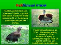 Найбільші птахи Найбільшим літаючим птахом в Україні є дрофа звичайна, маса я...