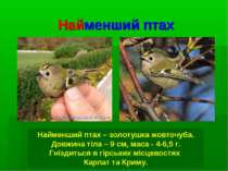 Найменший птах Найменший птах – золотушка жовточуба. Довжина тіла – 9 см, мас...