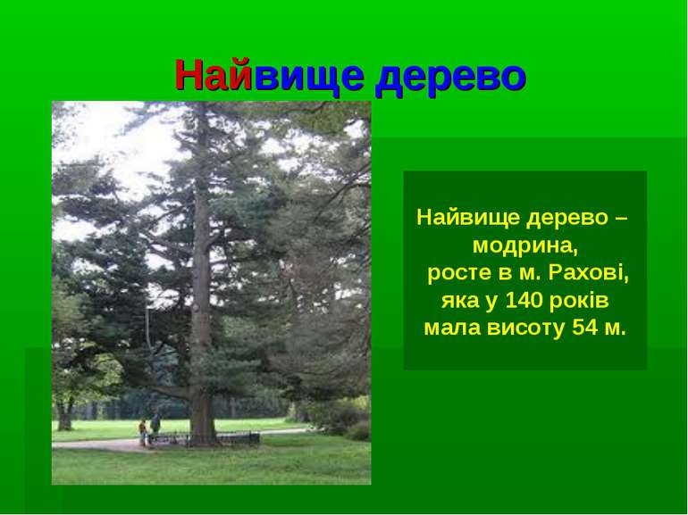 Найвище дерево Найвище дерево – модрина, росте в м. Рахові, яка у 140 років м...