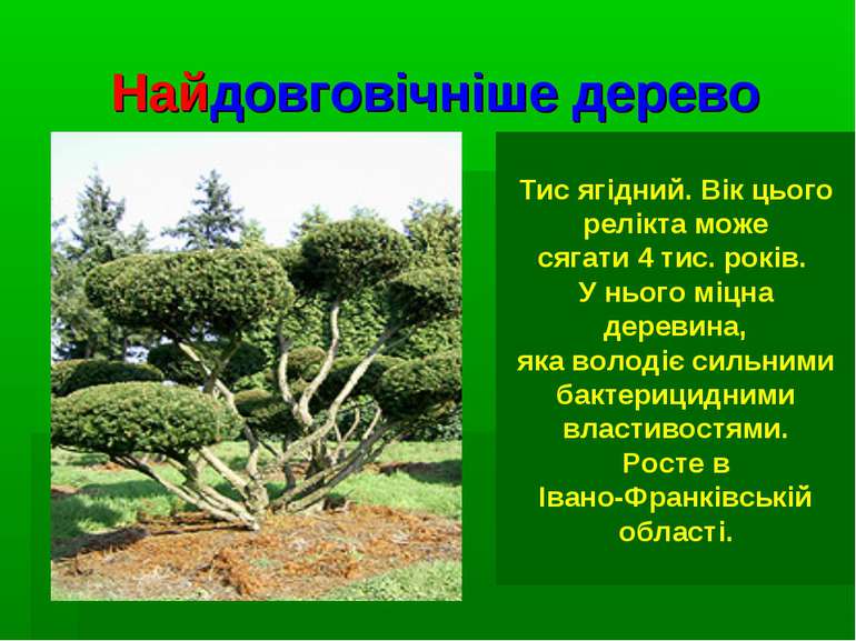 Найдовговічніше дерево Тис ягідний. Вік цього релікта може сягати 4 тис. рокі...