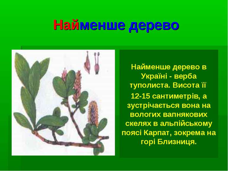 Найменше дерево Найменше дерево в Україні - верба туполиста. Висота її 12-15 ...