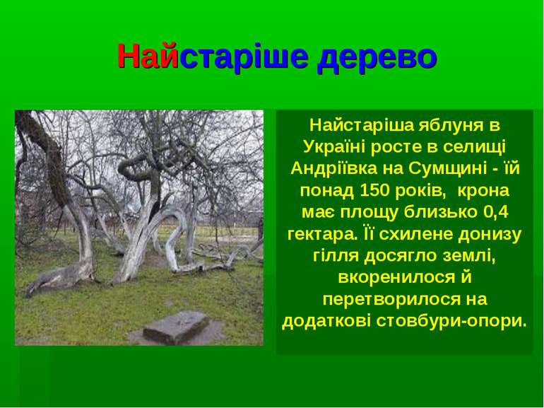 Найстаріше дерево Найстаріша яблуня в Україні росте в селищі Андріївка на Сум...