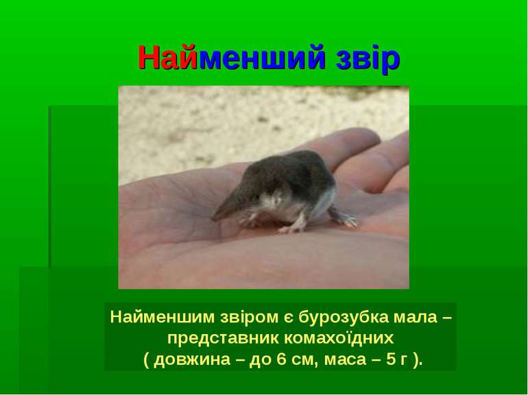 Найменший звір Найменшим звіром є бурозубка мала – представник комахоїдних ( ...