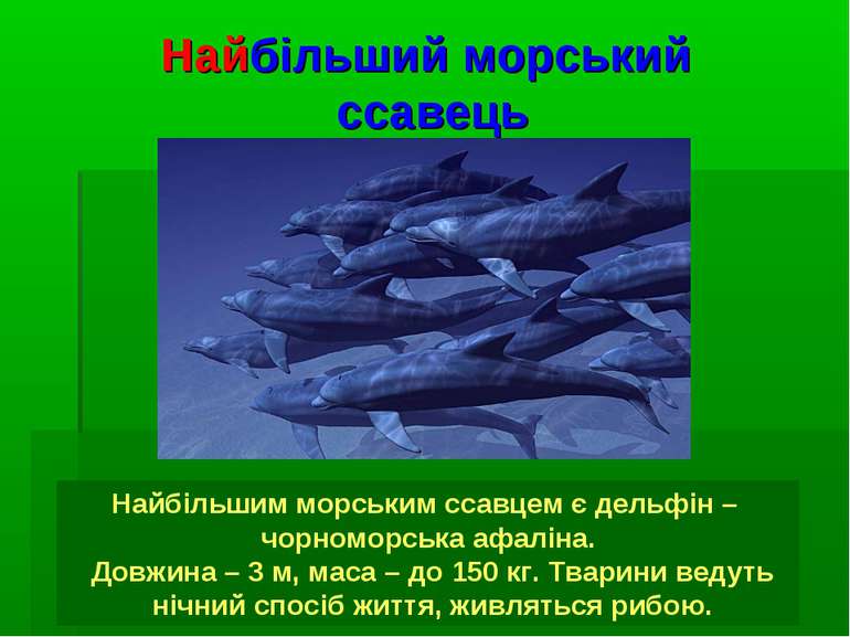 Найбільший морський ссавець Найбільшим морським ссавцем є дельфін – чорноморс...