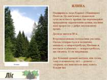 ЯЛИНА Поширена в лісах Карпат і Північного Полісся. Це пов'язано з відносною ...