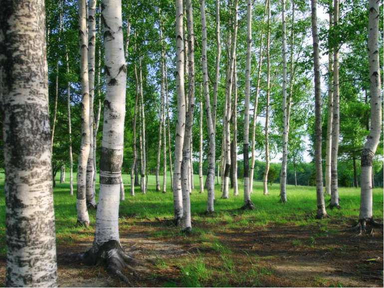 Кущі та дерева, що ростуть в лісах України